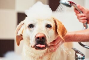 O tráfego pago para petshop pode ser uma estratégia eficaz para atrair mais clientes e impulsionar o crescimento do seu negócio. Com anúncios bem planejados e segmentados, você pode aumentar rapidamente a visibilidade do seu pet shop para um público altamente direcionado.